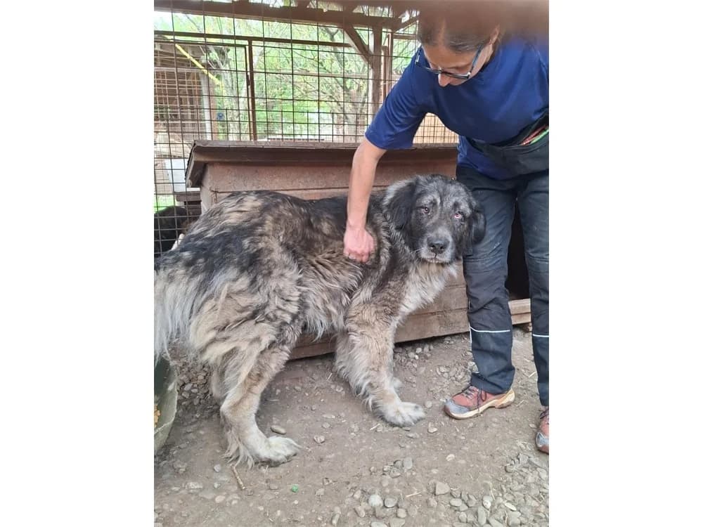 Ozzy *20, grau female Mixed Breed for adoption at Tierhilfe Lebenswert e.V., Oberwies