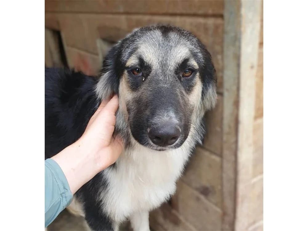Peat, tricolor female Mixed Breed for adoption at Tierhilfe Lebenswert e.V., Oberwies