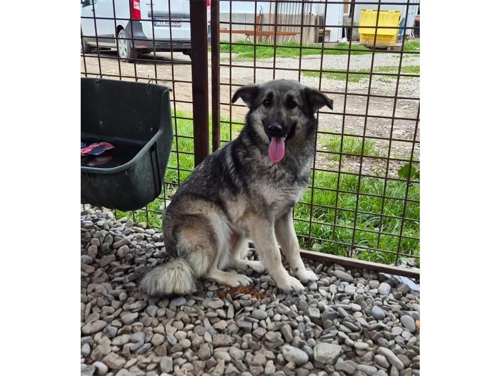 Pinki *20, beige female Mixed Breed for adoption at Tierhilfe Lebenswert e.V., Oberwies