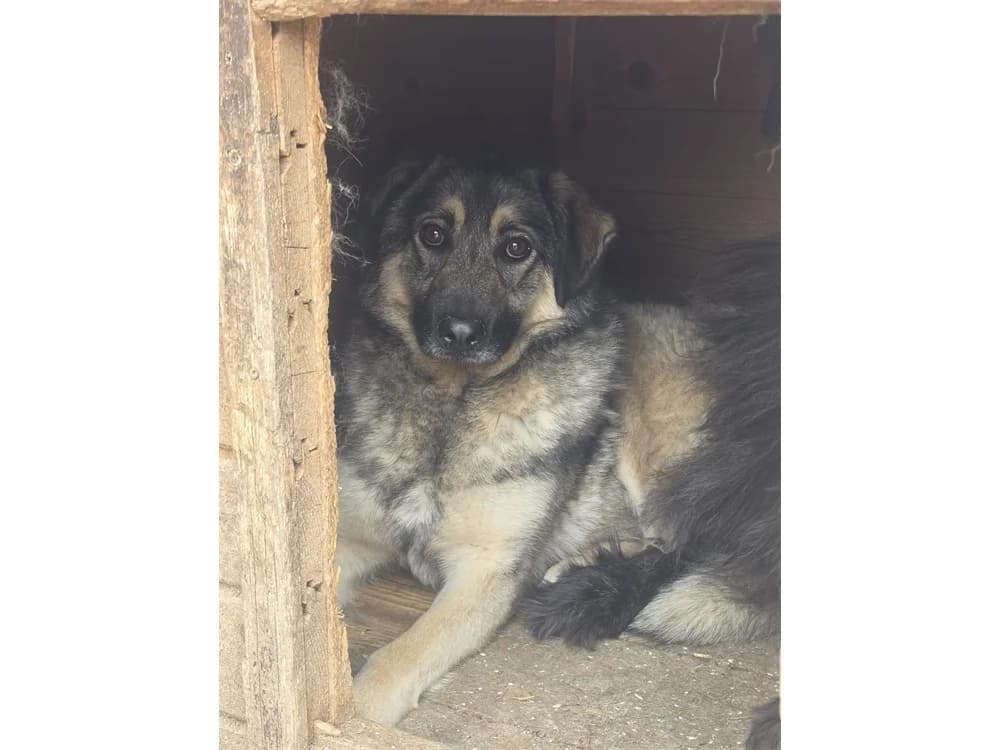 Poppy, grau female 3yo Mixed Breed for adoption at Tierhilfe Lebenswert e.V., Oberwies
