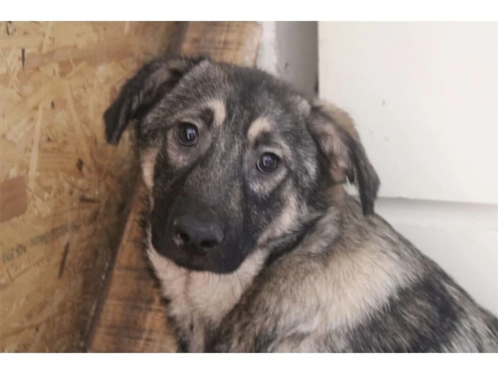 Poppy, grau female 3yo Mixed Breed for adoption at Tierhilfe Lebenswert e.V., Oberwies