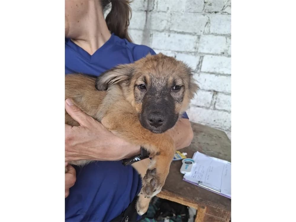Raja, Mixed Breed (Tierhilfe Lebenswert e.V.)