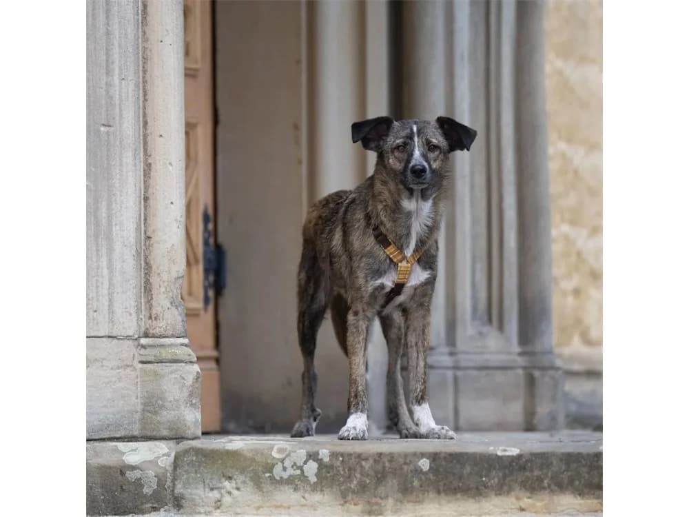 Raune, grau female young Mixed Breed for adoption at Tierhilfe Lebenswert e.V., Oberwies