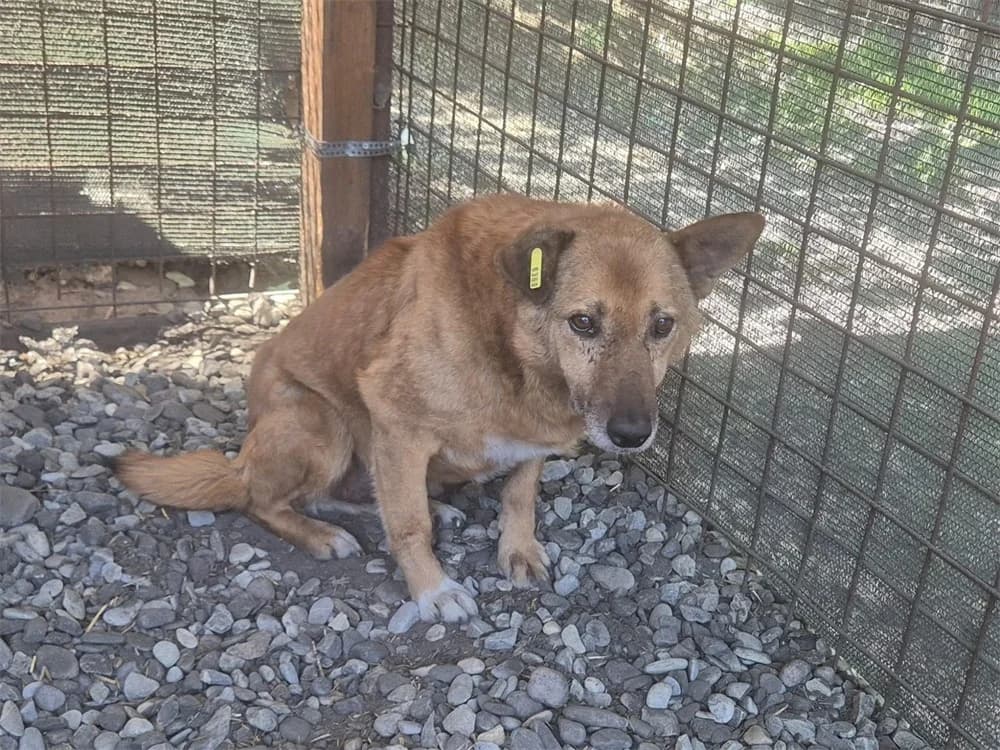 Regis *20, braun female Mixed Breed for adoption at Tierhilfe Lebenswert e.V., Oberwies