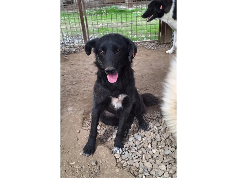 Rika *2024 – Pflegestelle oder Zuhause gesucht, Mixed Breed (Tierhilfe Lebenswert e.V.)