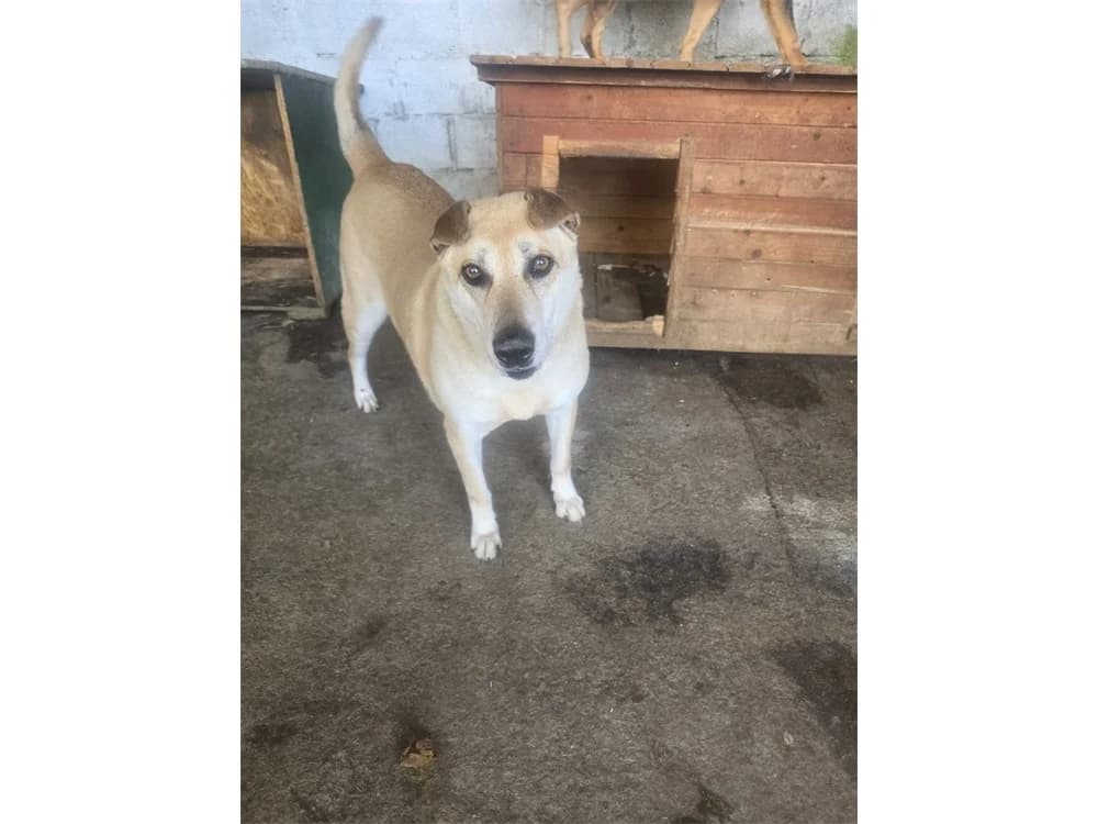 Riki, beige female senior Mixed Breed for adoption at Tierhilfe Lebenswert e.V., Oberwies