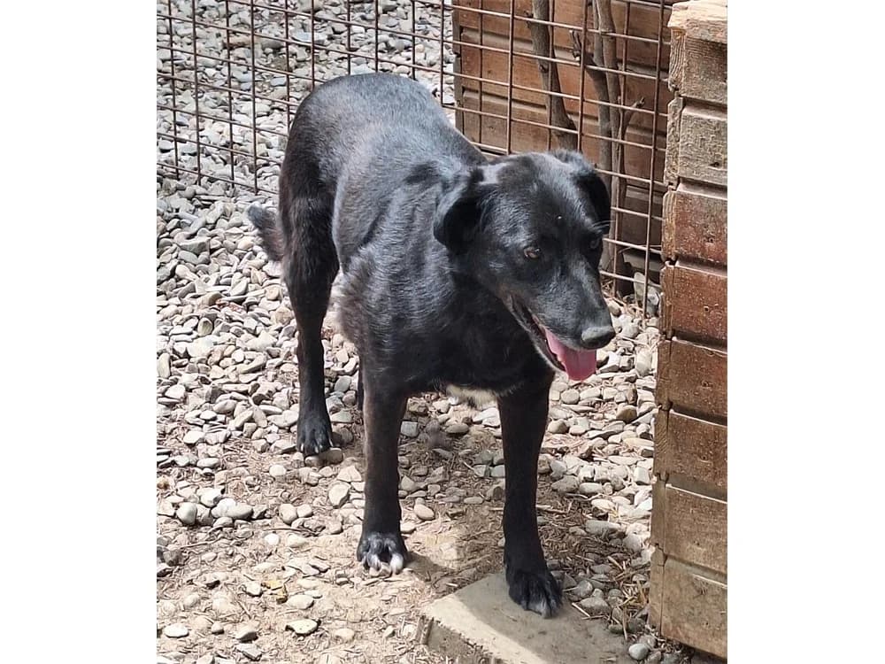 Rinea *2018 – Pflegestelle oder Zuhause gesucht, schwarz female Mixed Breed for adoption at Tierhilfe Lebenswert e.V., Oberwies