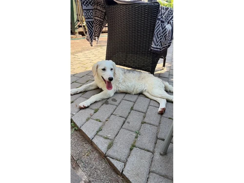 Siggi, female puppy Mixed Breed for adoption at Tierhilfe Lebenswert e.V., Oberwies
