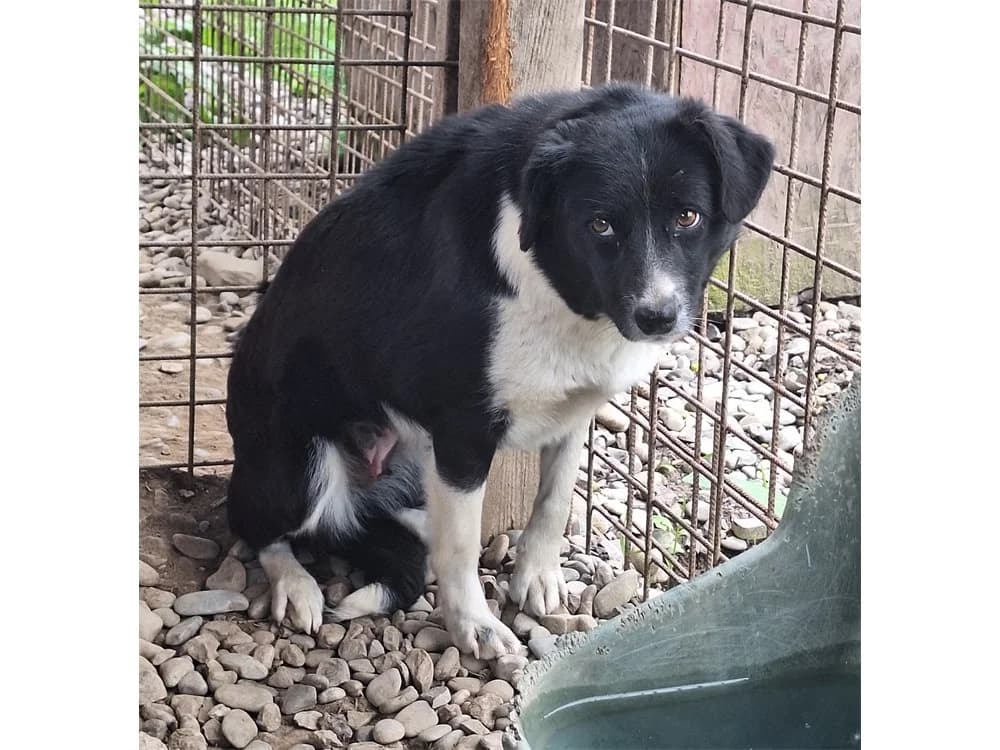 Siva *20, schwarz female Mixed Breed for adoption at Tierhilfe Lebenswert e.V., Oberwies