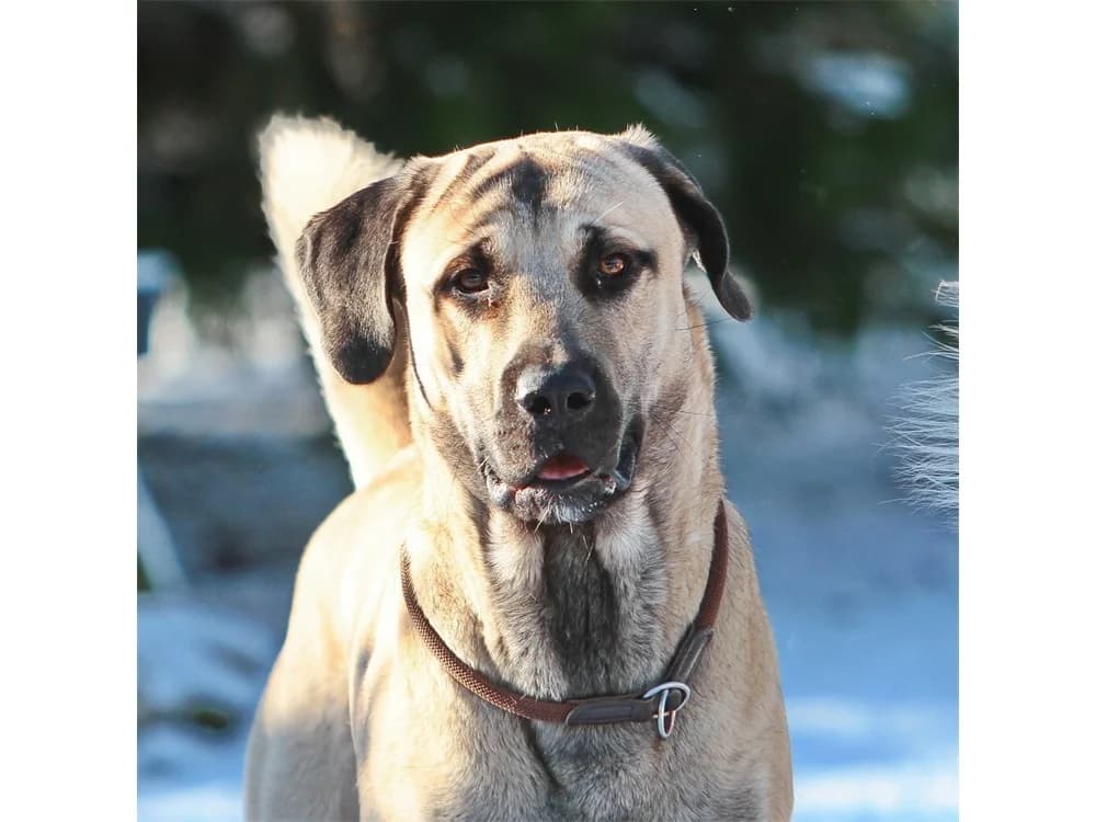 Sivo, female Mixed Breed for adoption at Tierhilfe Lebenswert e.V., Oberwies