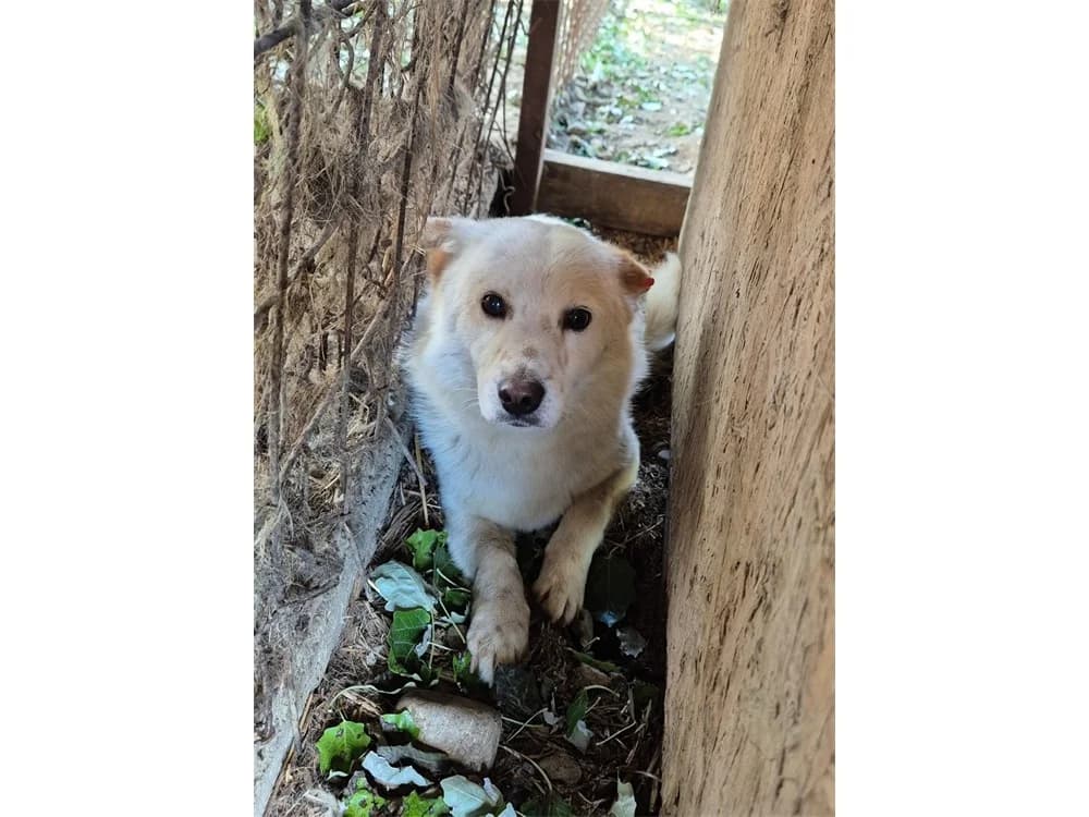 Softy *20, Mixed Breed (Tierhilfe Lebenswert e.V.)