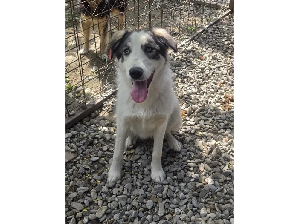 Sun *20, Mixed Breed (Tierhilfe Lebenswert e.V.)