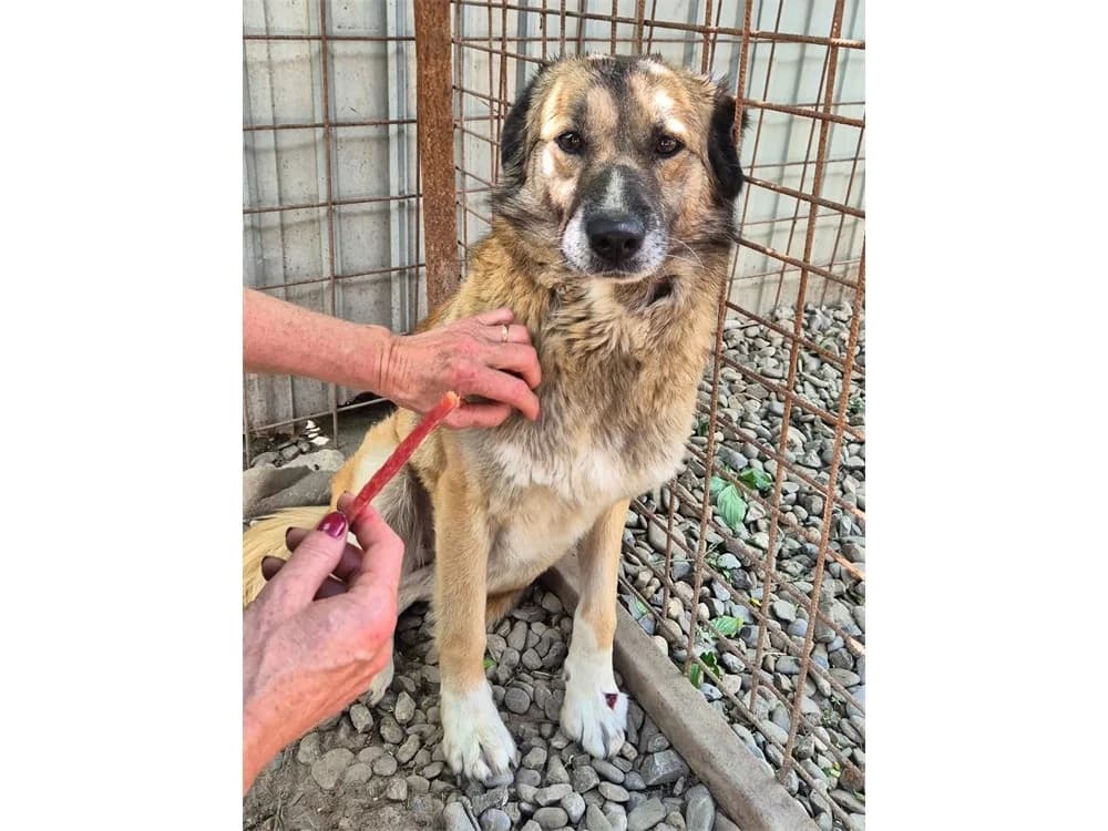 Tamy, beige female Mixed Breed for adoption at Tierhilfe Lebenswert e.V., Oberwies