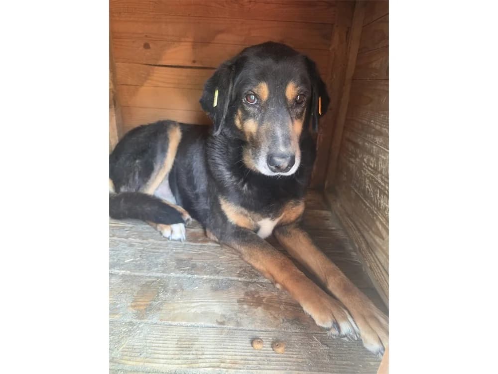 Taron *2017, schwarz female puppy Mixed Breed for adoption at Tierhilfe Lebenswert e.V., Oberwies