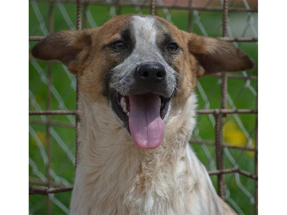 Tomke *2021 – Pflegestelle oder Zuhause gesucht, braun female young Mixed Breed for adoption at Tierhilfe Lebenswert e.V., Oberwies