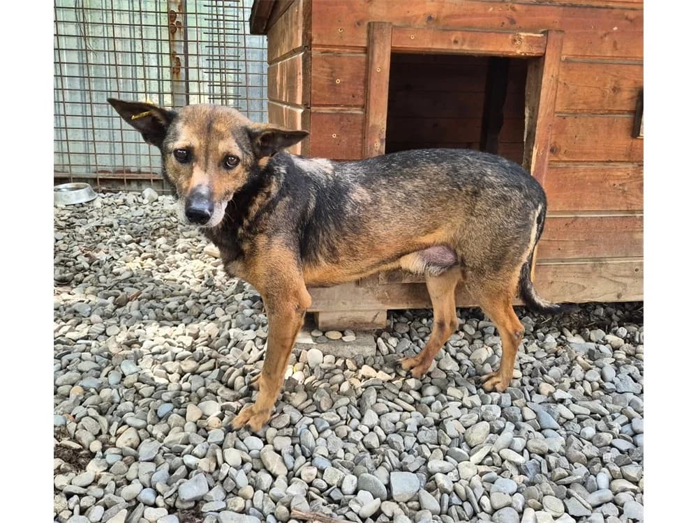 Wippi *2016 – Pflegestelle oder Zuhause gesucht, schwarz female Mixed Breed for adoption at Tierhilfe Lebenswert e.V., Oberwies