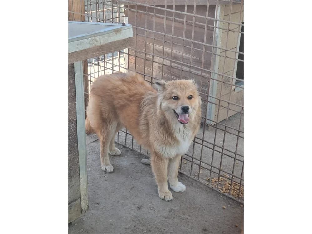 Xenia *20, Mixed Breed (Tierhilfe Lebenswert e.V.)