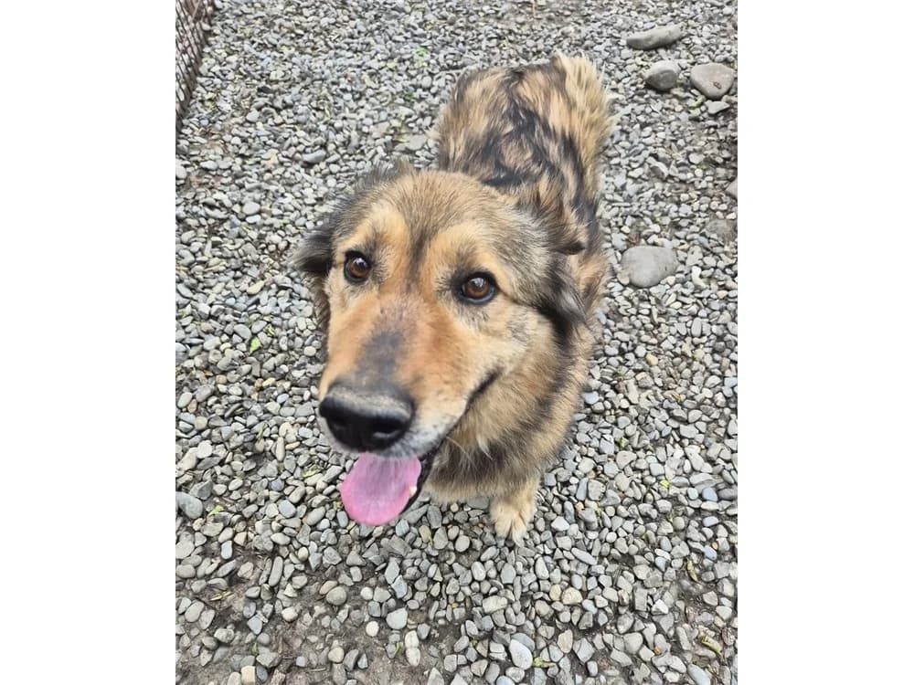 Zober *2019 – DRINGEND, beige female Mixed Breed for adoption at Tierhilfe Lebenswert e.V., Oberwies