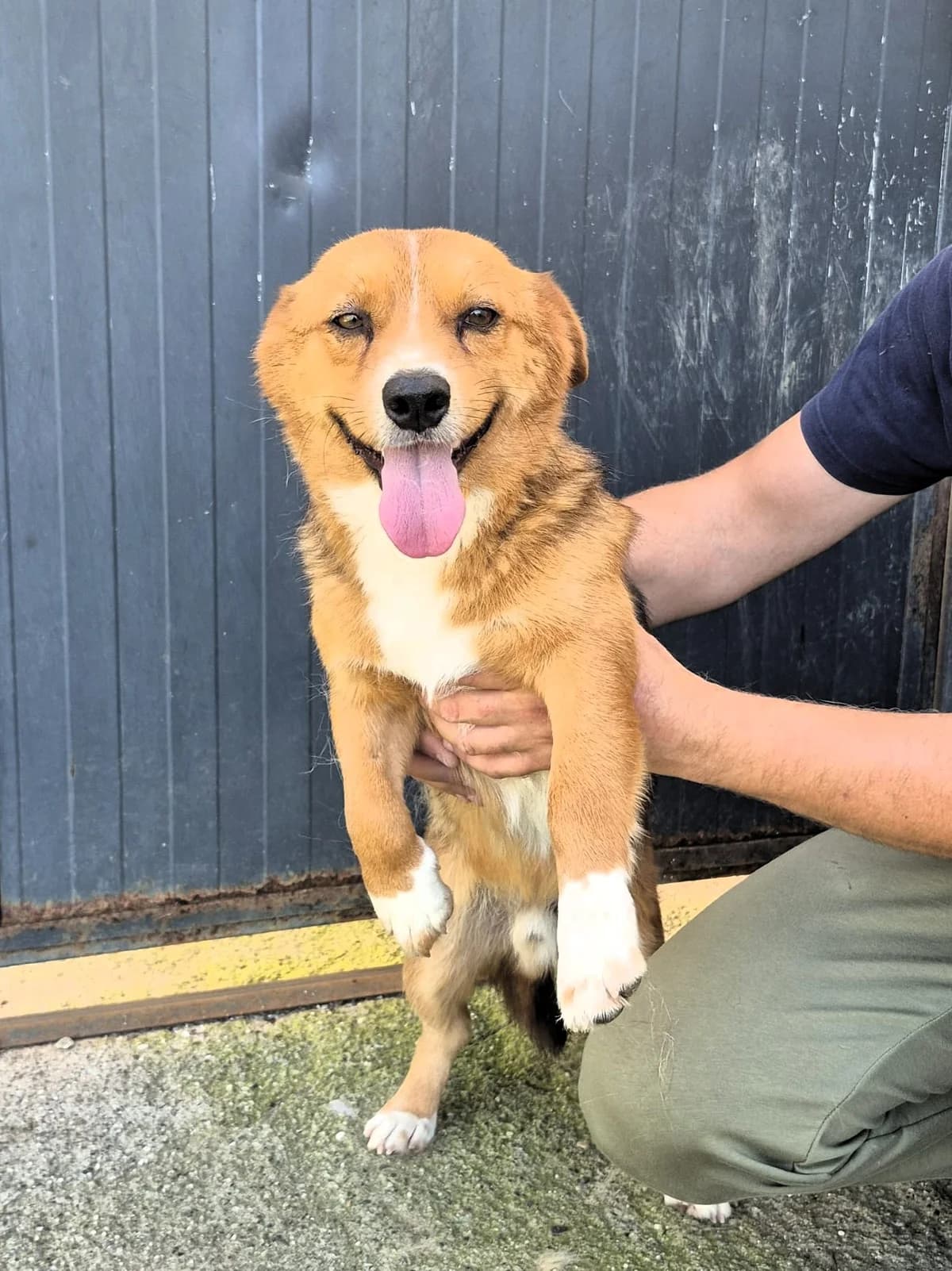 Ice, male 5yo Mixed Breed for adoption at Tierhilfe Menorca e.V., Walldorf