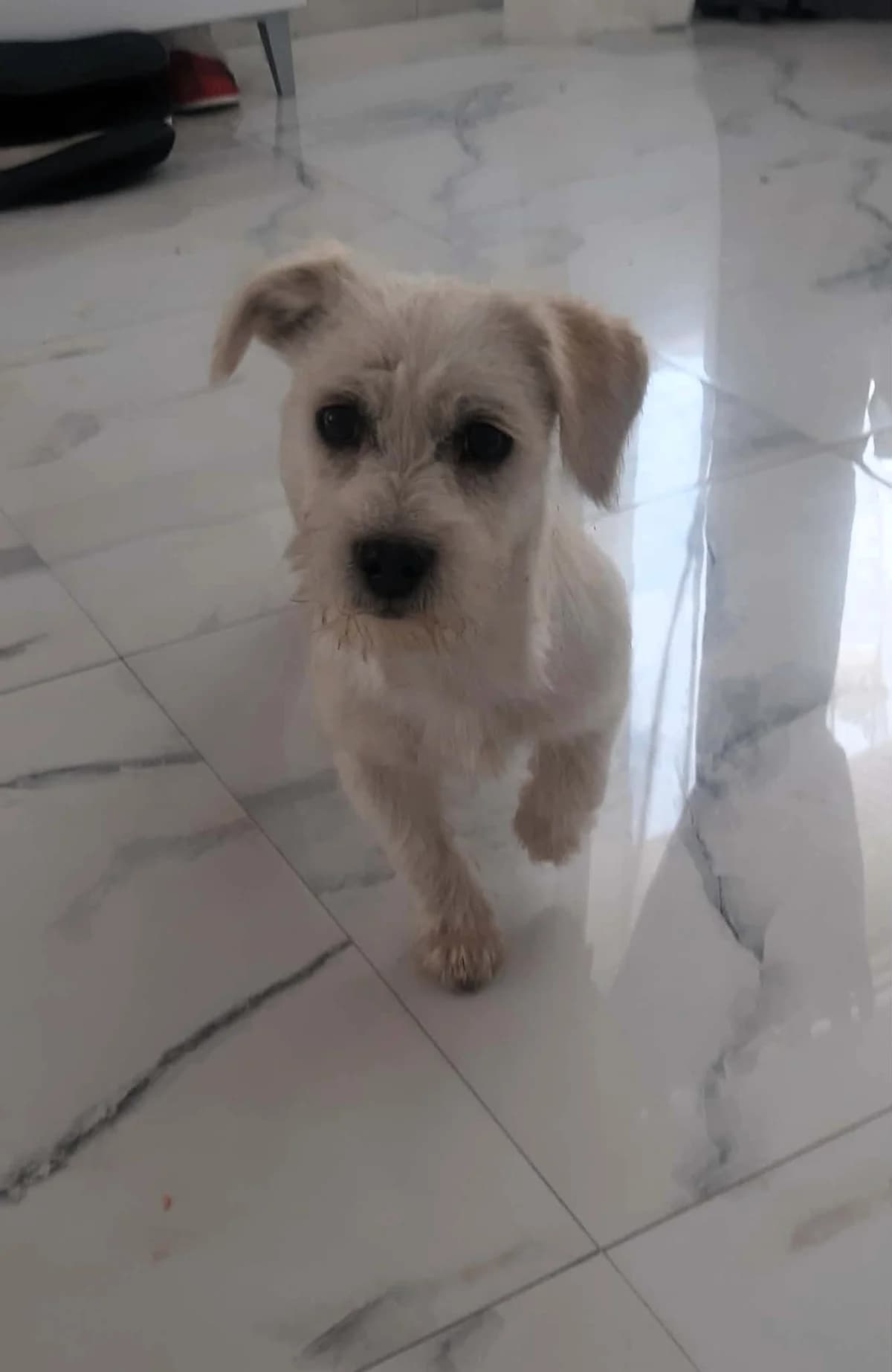 Britta, female young Mixed Breed for adoption at Tierhilfe Menorca e.V., Walldorf