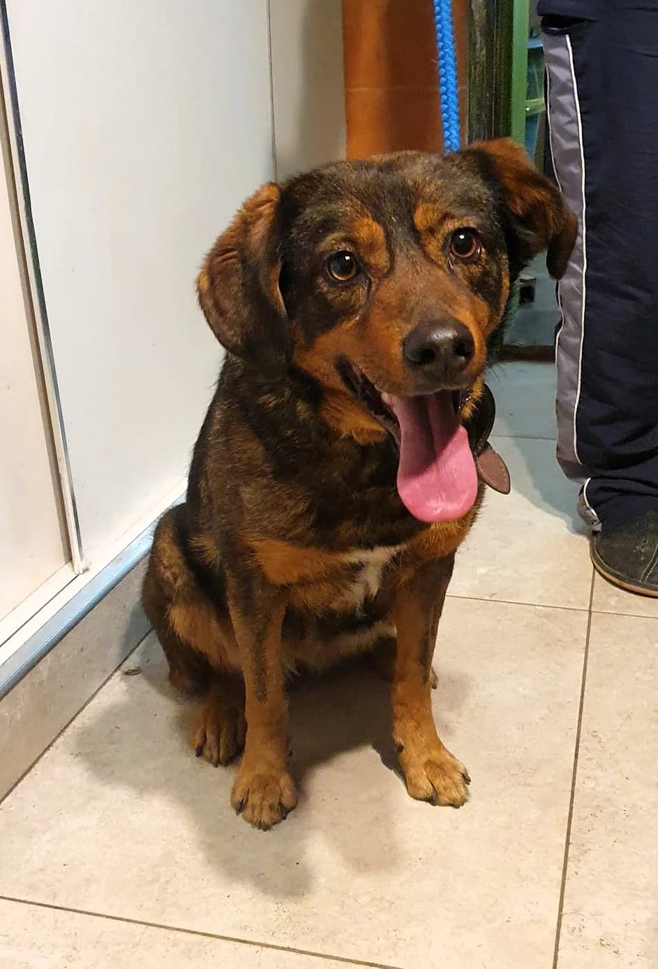 Luli, female 3yo Mixed Breed for adoption at Tierhilfe Menorca e.V., Walldorf