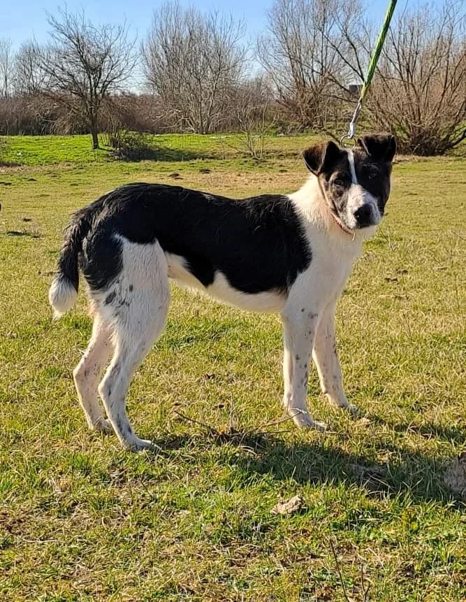 Jay, male young Mixed Breed for adoption at Tierhilfe Menorca e.V., Walldorf