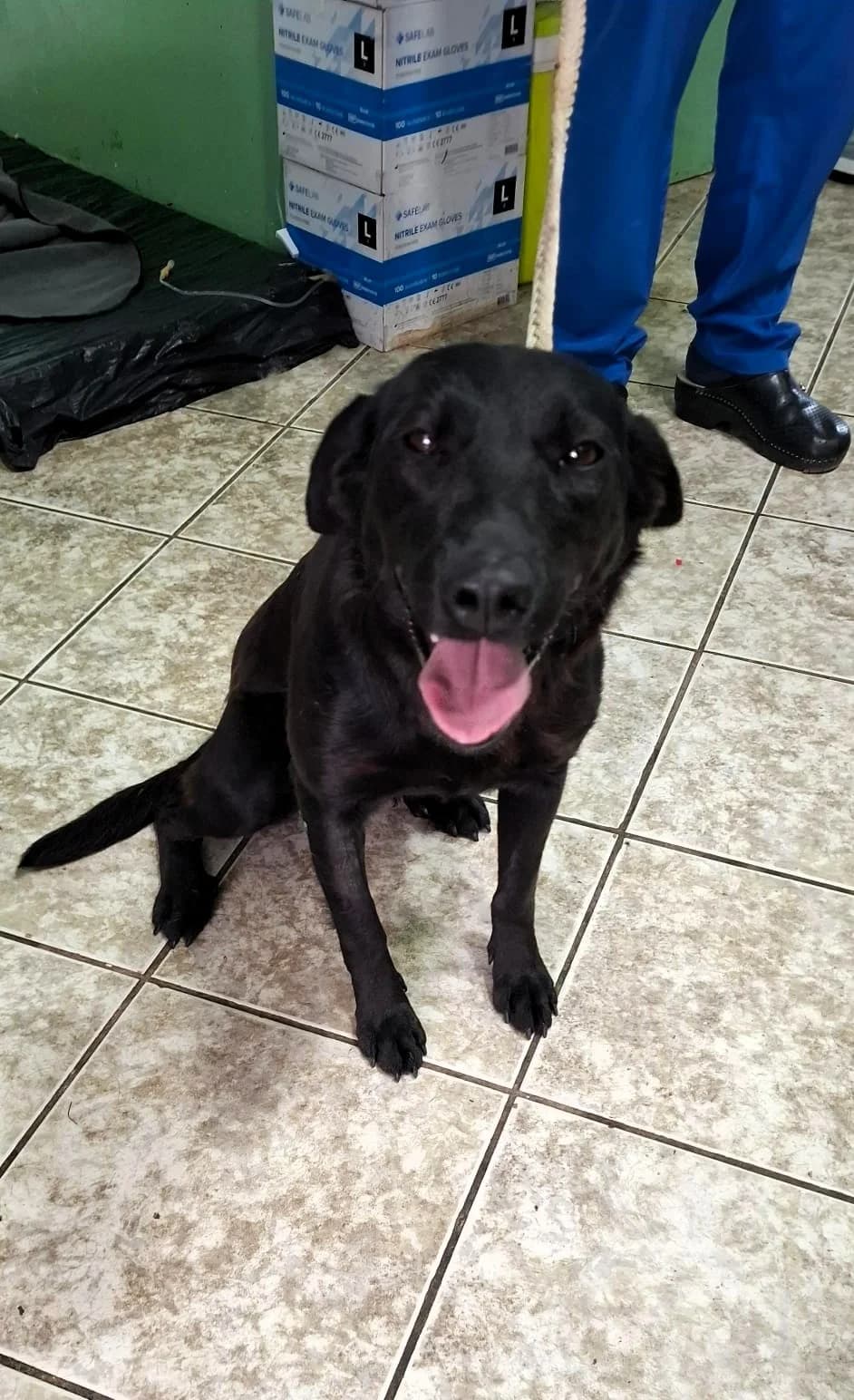 Nuca, female puppy Mixed Breed for adoption at Tierhilfe Menorca e.V., Walldorf