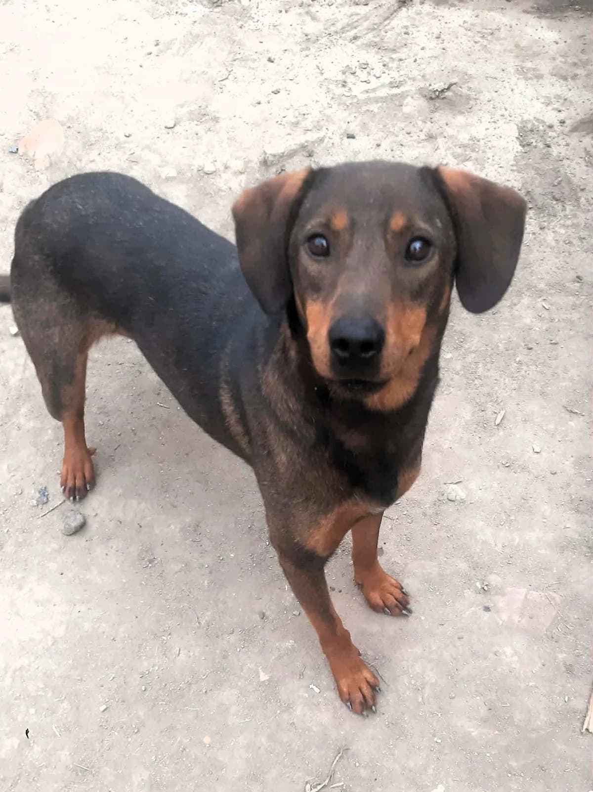 Franka, female young Mixed Breed for adoption at Tierhilfe Menorca e.V., Walldorf