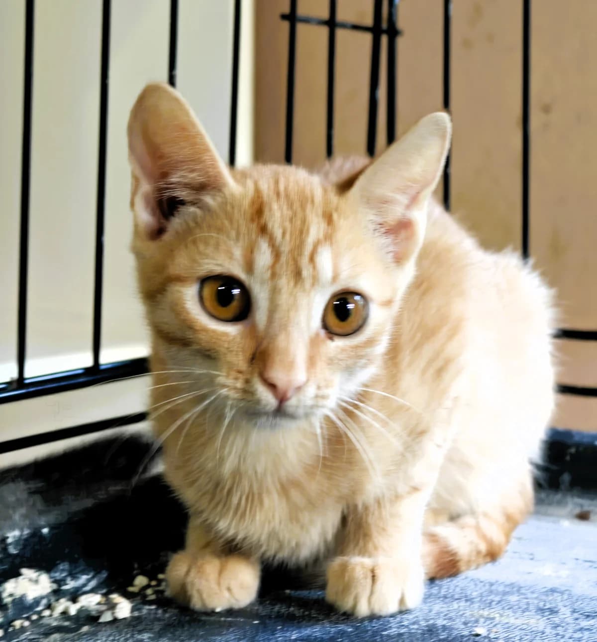 Okko, male young Mixed Breed for adoption at Tierhilfe Menorca e.V., Walldorf