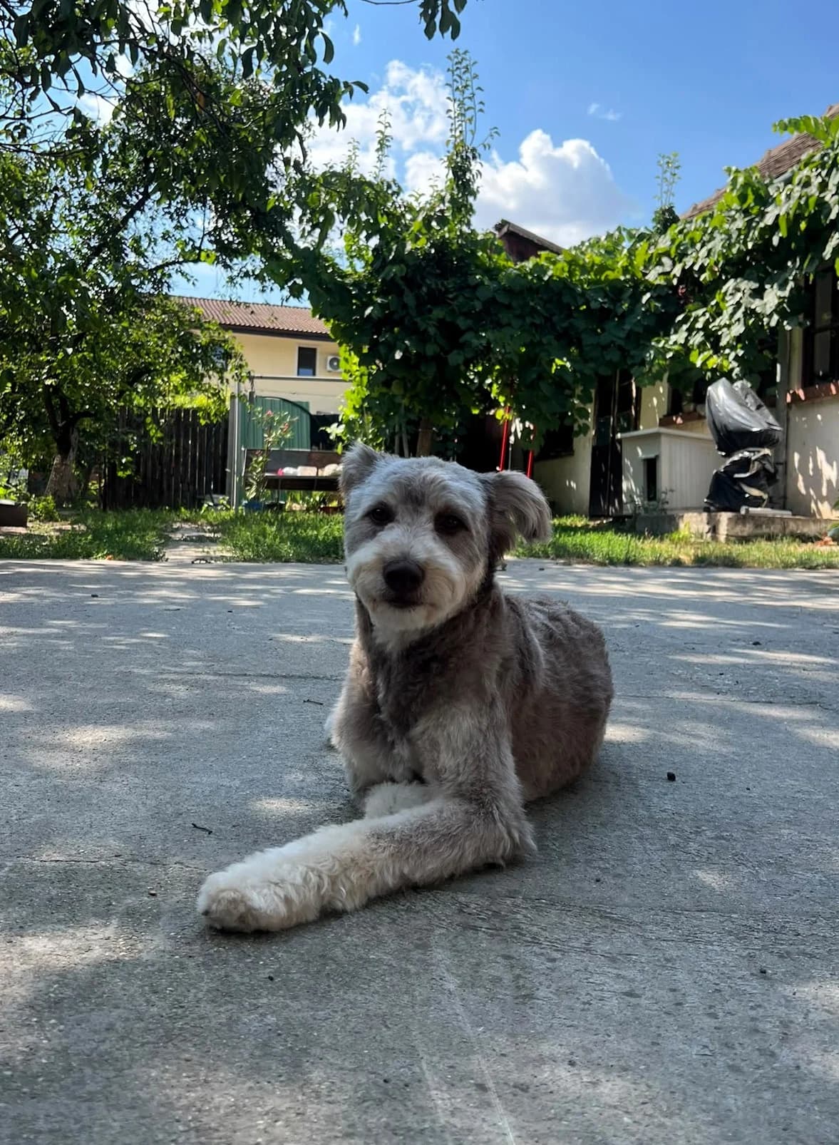 Suri, female 5yo Mixed Breed for adoption at Tierhilfe Menorca e.V., Walldorf