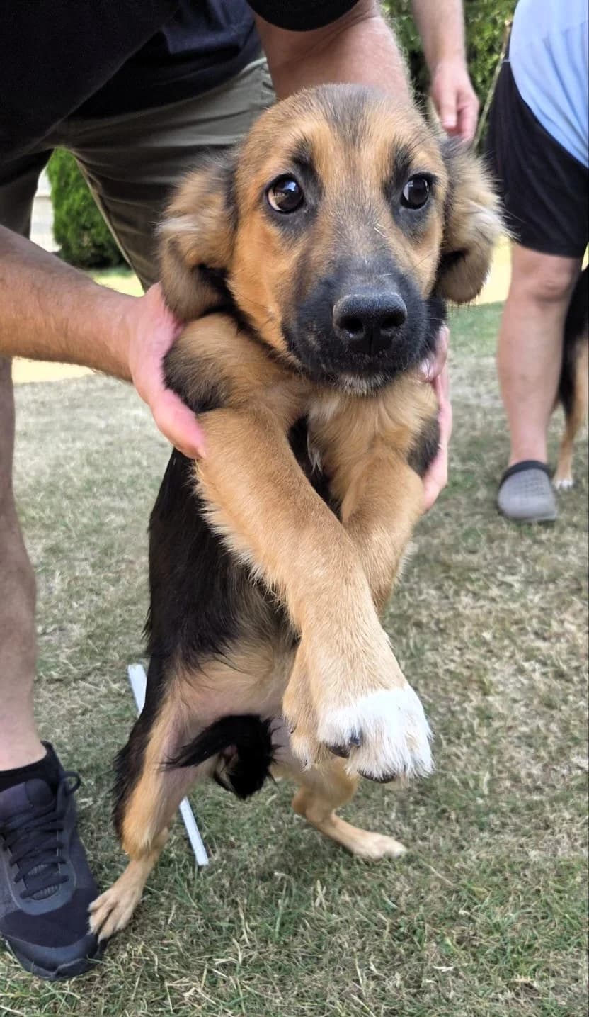 Thea, female puppy Mixed Breed for adoption at Tierhilfe Menorca e.V., Walldorf