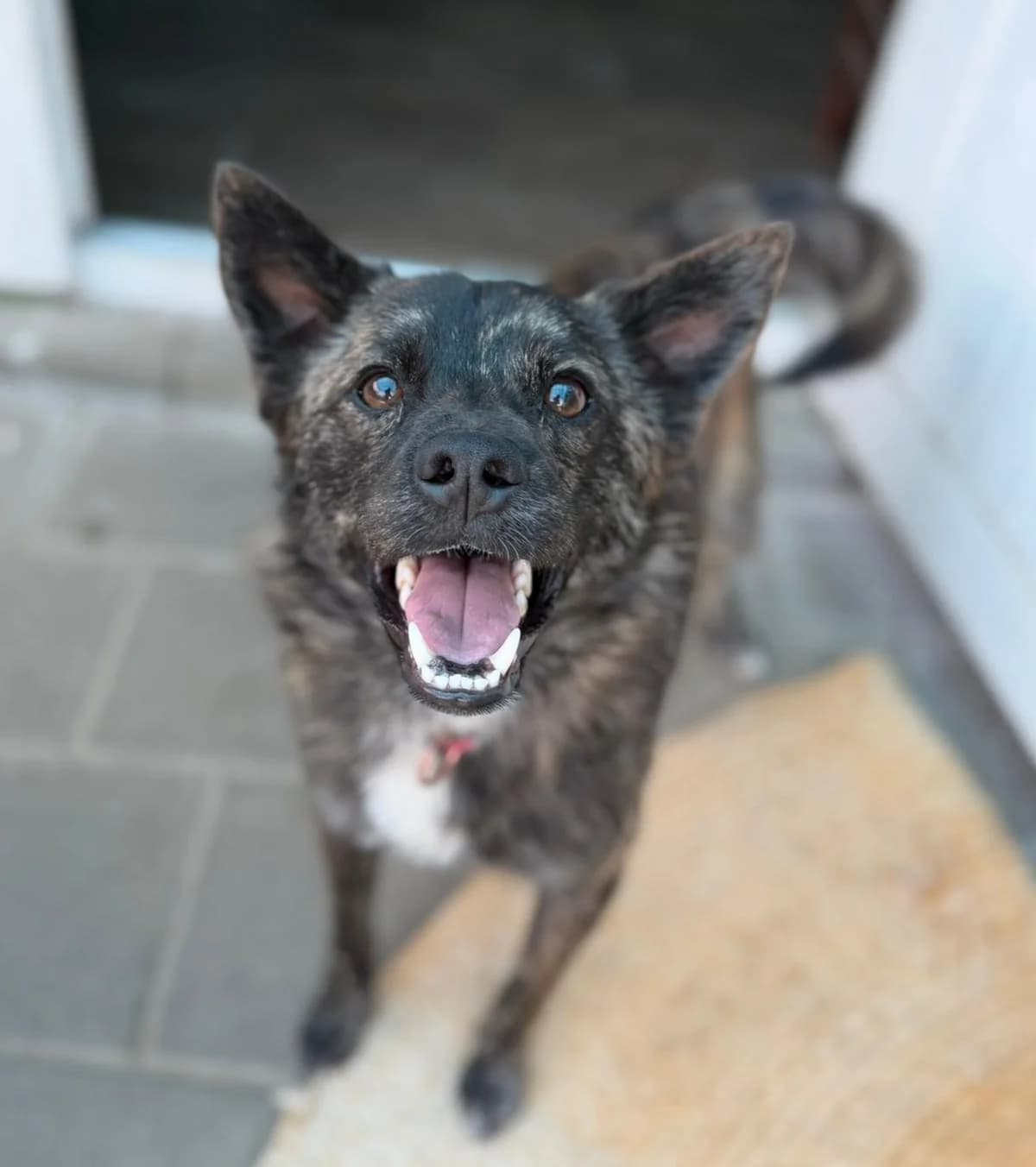 Toto, male 5yo Mixed Breed for adoption at Tierhilfe Menorca e.V., Walldorf
