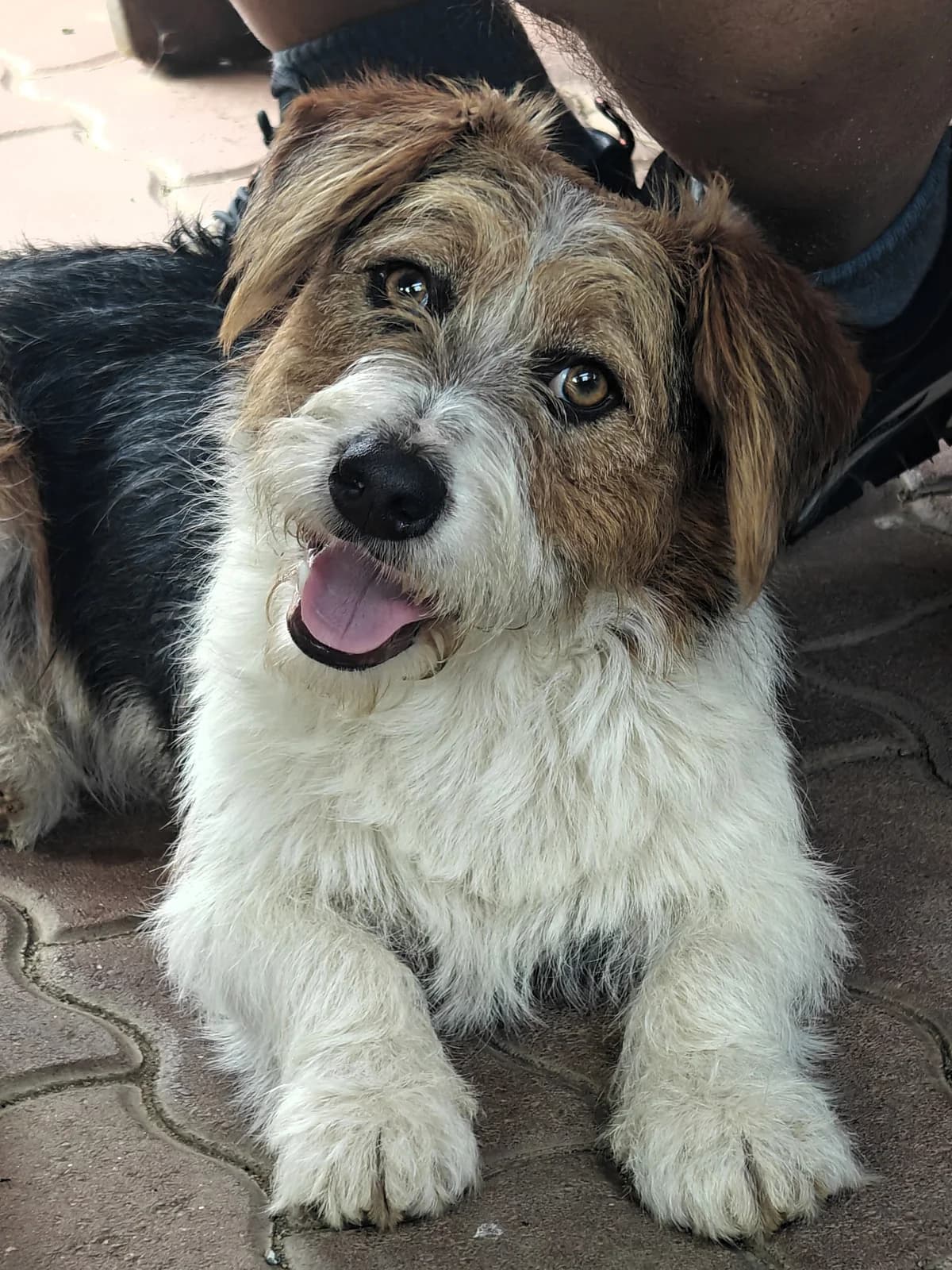 Monty, male 5yo Mixed Breed for adoption at Tierhilfe Menorca e.V., Walldorf