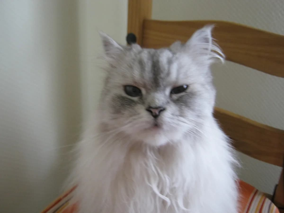 kleine Info,  senior Mixed Breed for adoption at Tierhilfe Niederrhein e.V.