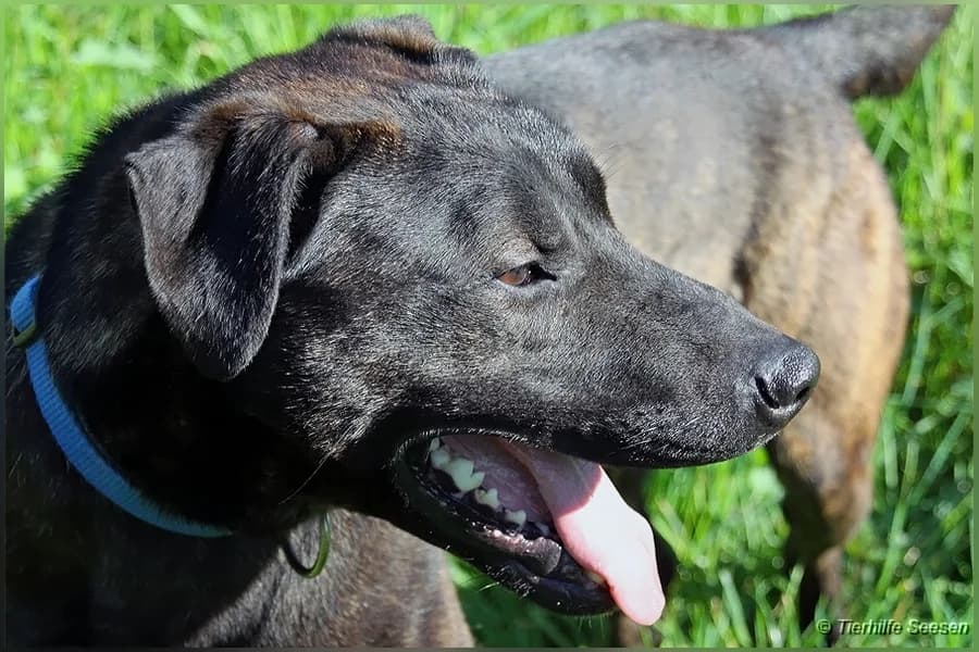 Balou, male senior Mixed Breed for adoption at Tierhilfe Seesen e.V., Seesen