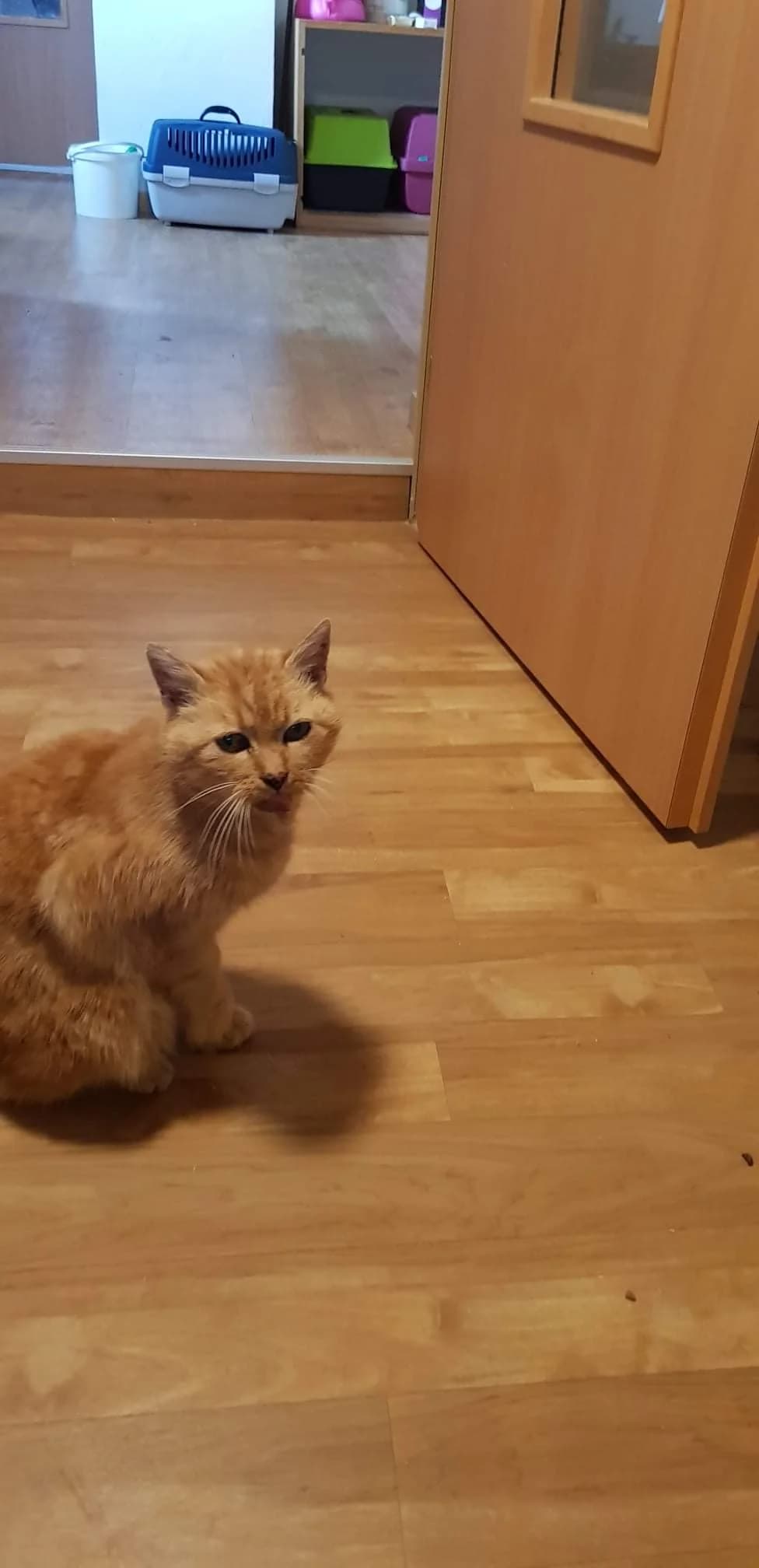 Kater in Ettleben verletzt aufgefunden, rot male Mixed Breed for adoption at Tierhilfe Schweinfurt, Dingolshausen