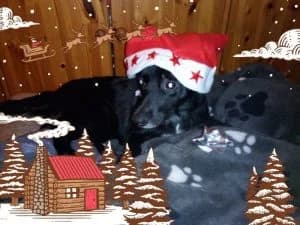 Weihnachtsgrüße, Mixed Breed for adoption at Tierhilfe Weidenberg