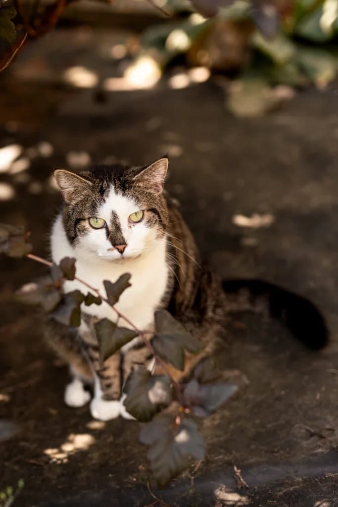 Nils, 6yo Mixed Breed for adoption at Tierhilfe Weidenberg