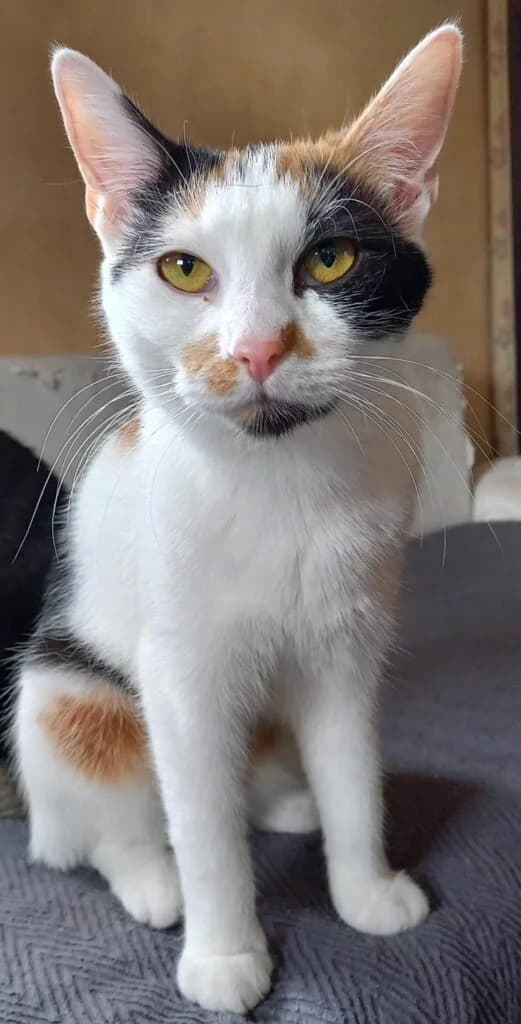 C4,  young Mixed Breed for adoption at Tierhilfe Weidenberg