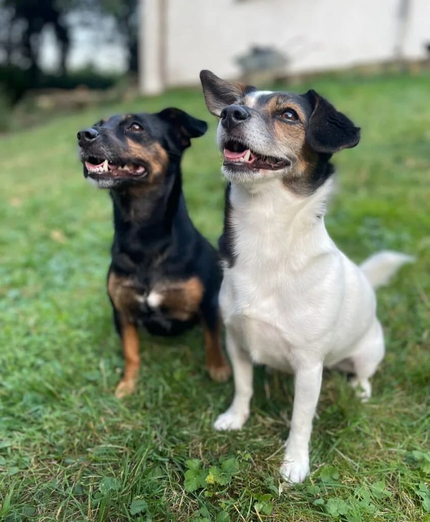 Franzi &amp,  4yo Mixed Breed for adoption at Tierhilfe Weidenberg