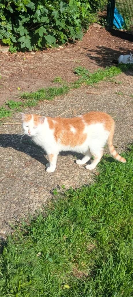 HerrMine,  6yo Mixed Breed for adoption at Tierhilfe Weidenberg
