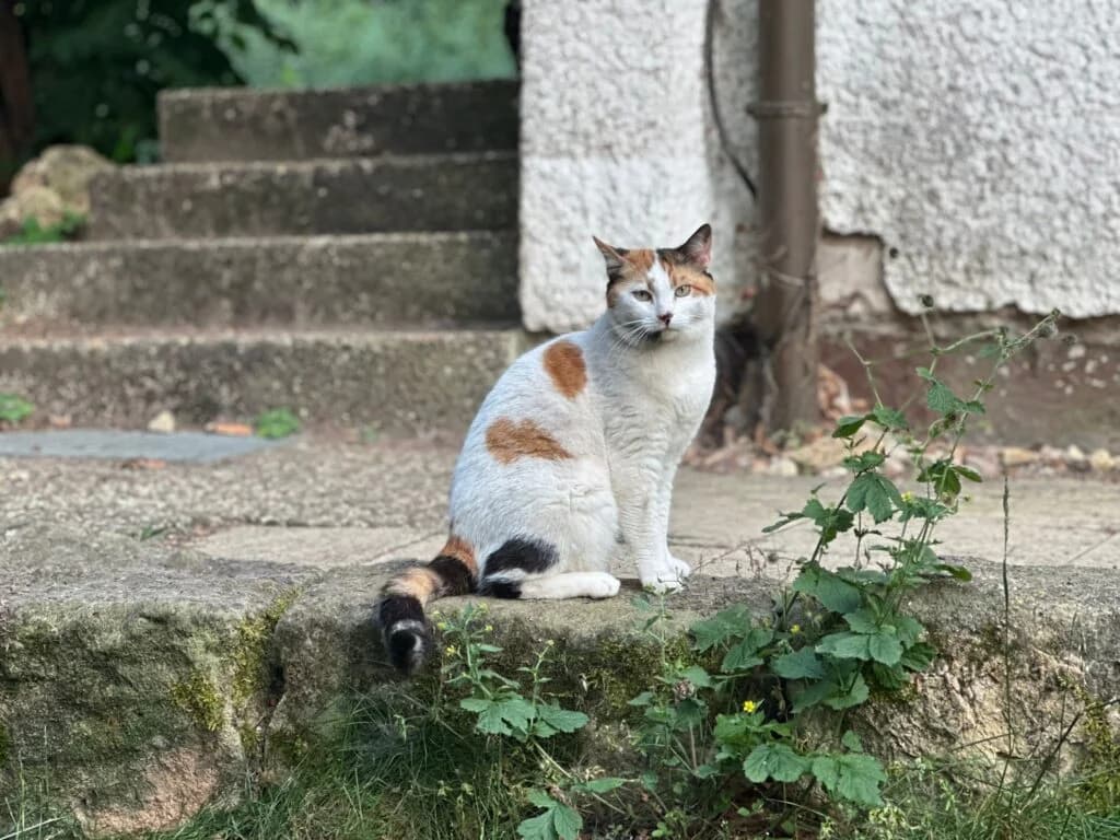 Lisa,  5yo Mixed Breed for adoption at Tierhilfe Weidenberg