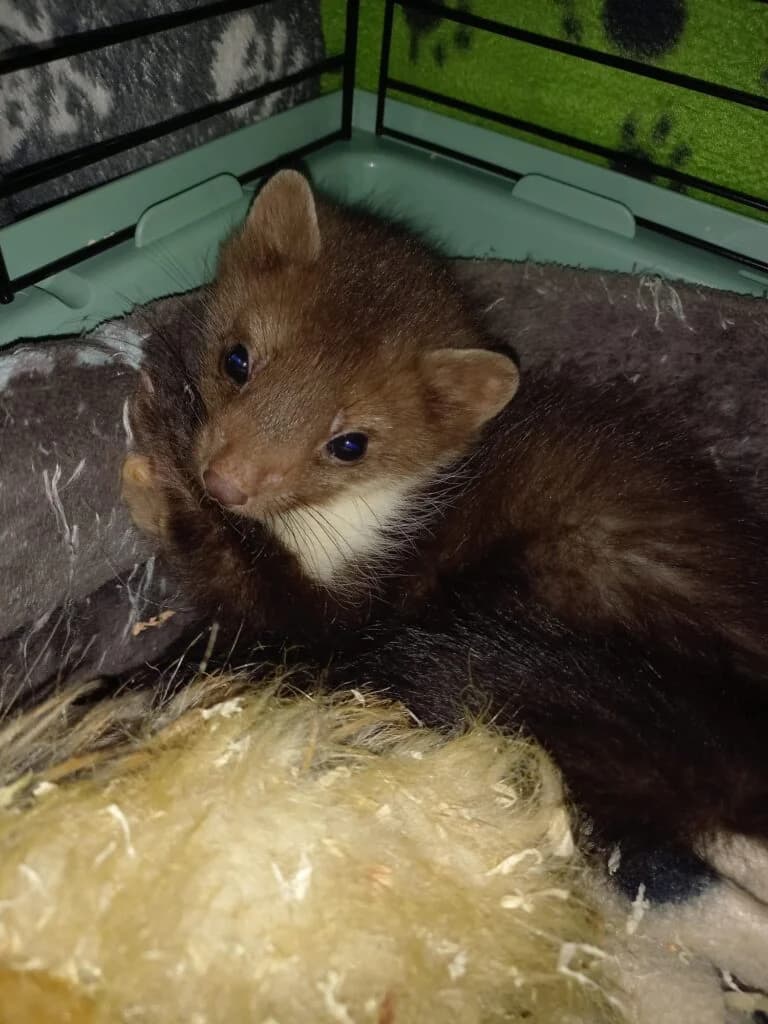 Steinmarderbaby Bärchen,  Mixed Breed for adoption at Tierhilfe Weidenberg