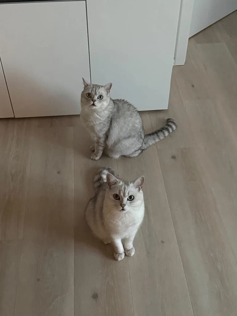 Tommy &amp,  4yo Mixed Breed for adoption at Tierhilfe Weidenberg