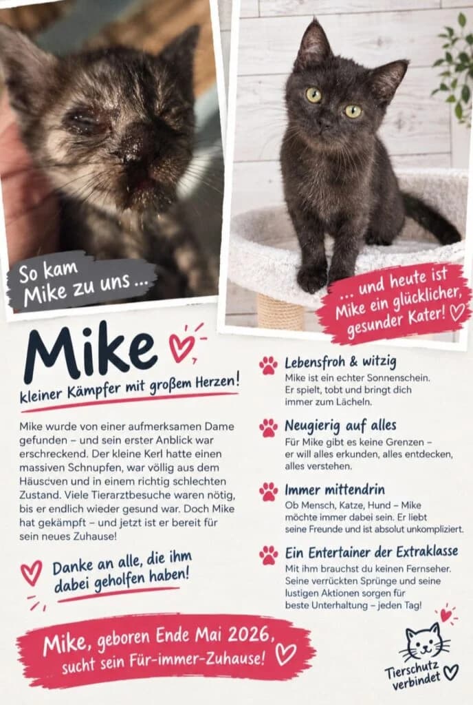 Mike,  Mixed Breed for adoption at Tierhilfe Weidenberg