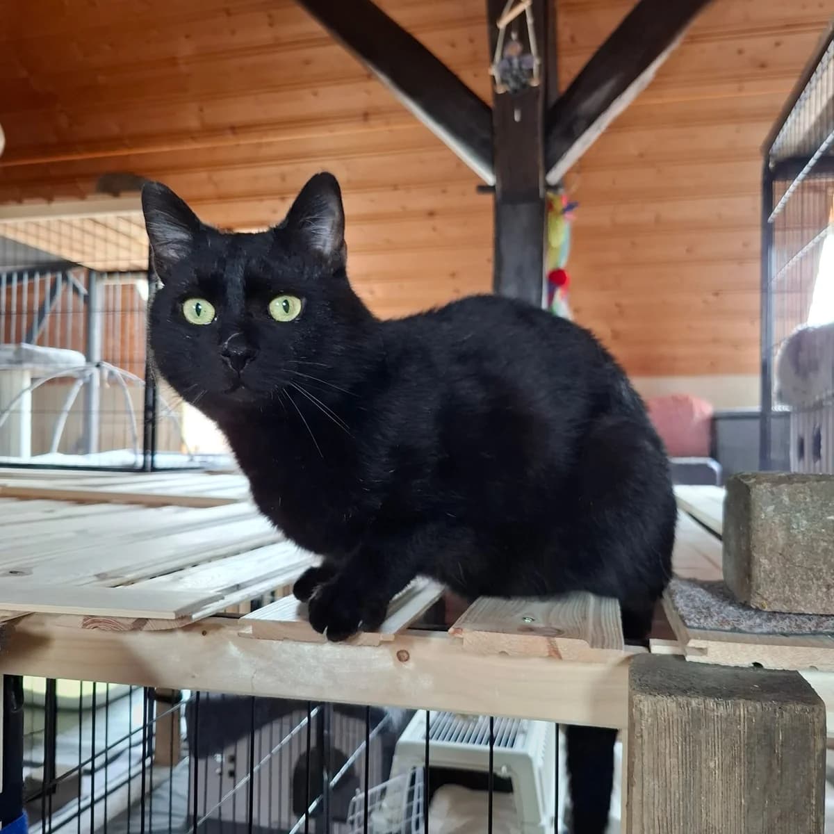 Purzilla – Handicap Katze, female young Mixed Breed for adoption at Tierhilfe Wolfsburg e.V.