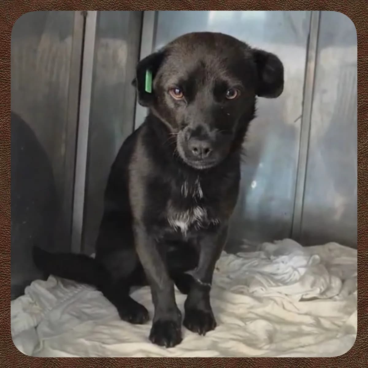 Luna, female senior Mixed Breed for adoption at Tierhilfe Worms e.V.