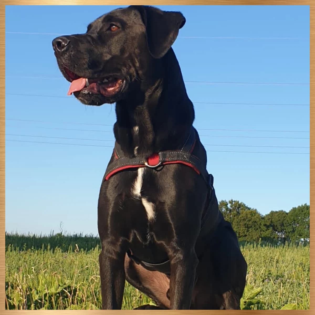 Lulu, female 4yo Mixed Breed for adoption at Tierhilfe Worms e.V.