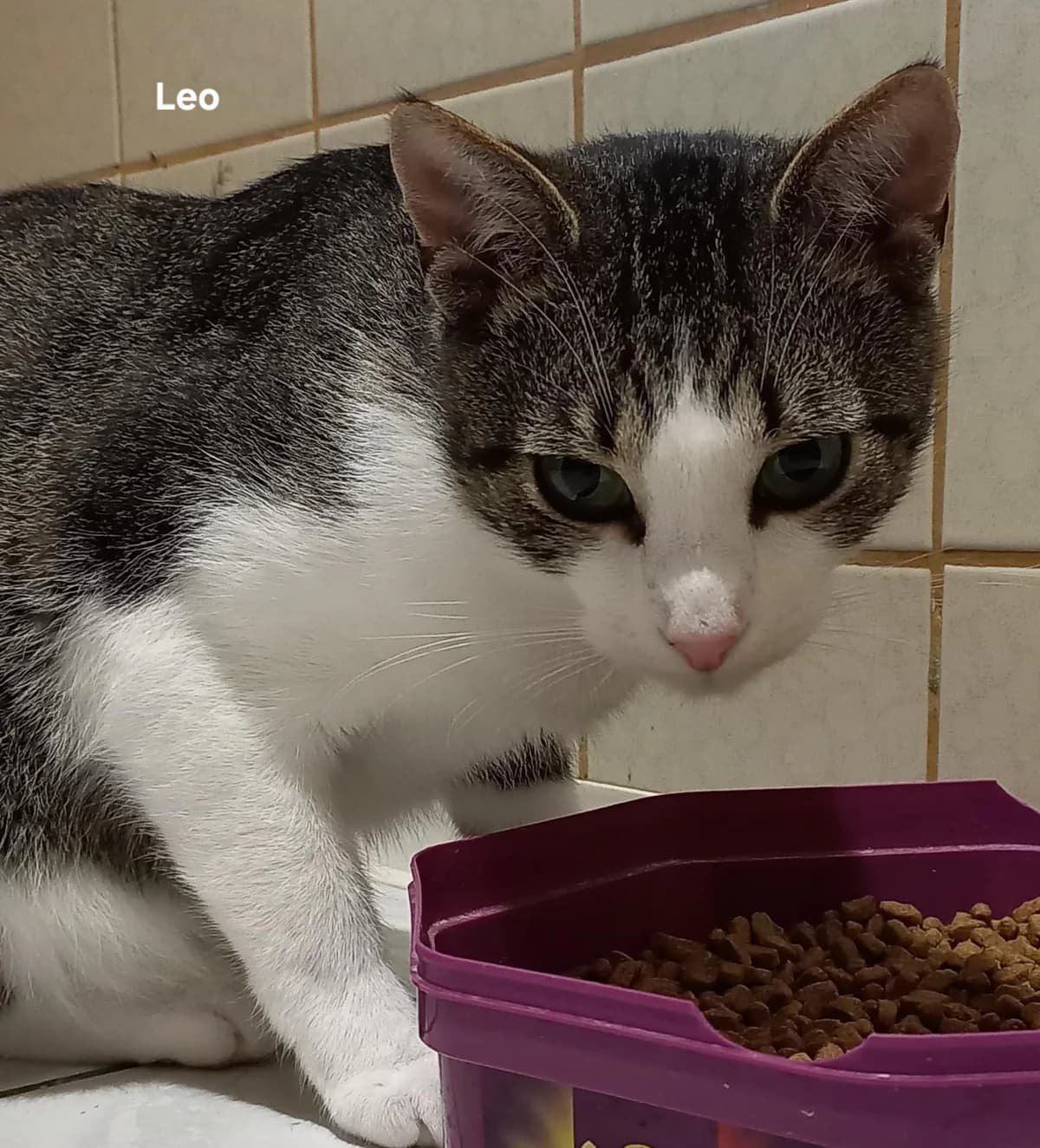 Leo, male 5yo Mixed Breed for adoption at Tierhilfe Weidenberg und Umgebung e.V.