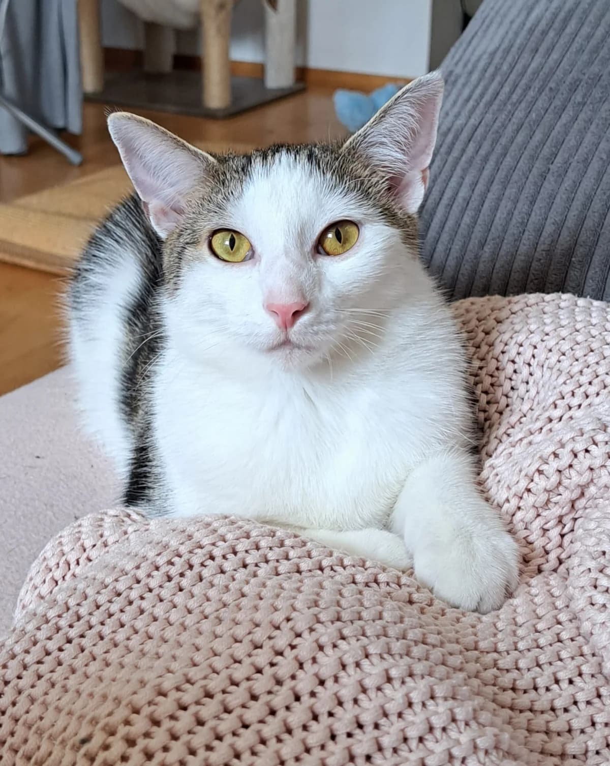 Shanti (Reserviert),  young Mixed Breed for adoption at Tierhilfe Weidenberg
